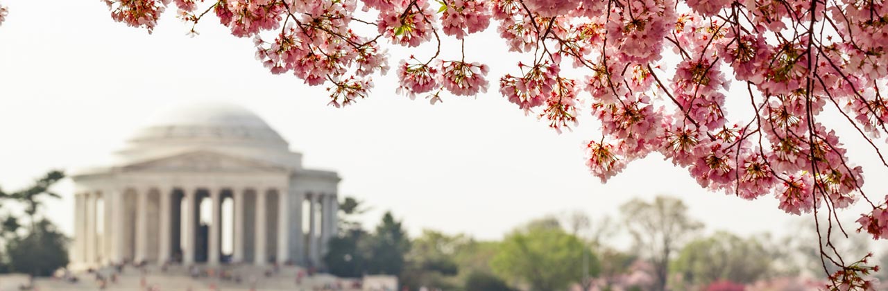 Pink-cherry-blossoms-in-spring-framing-the-Jefferson-Memorial-in-Washington-DC